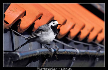 Motacilla alba