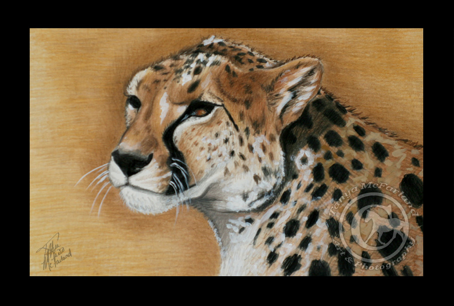 Cheetah