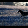 Frigid Fence Lines