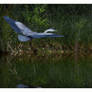 Flight of the Heron