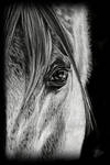 Soul Seeker by Elvandia