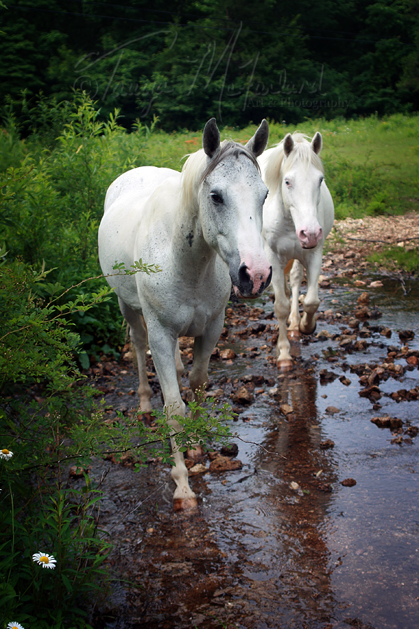 Creek Crossing