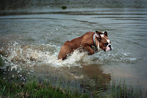 Flying Bulldog