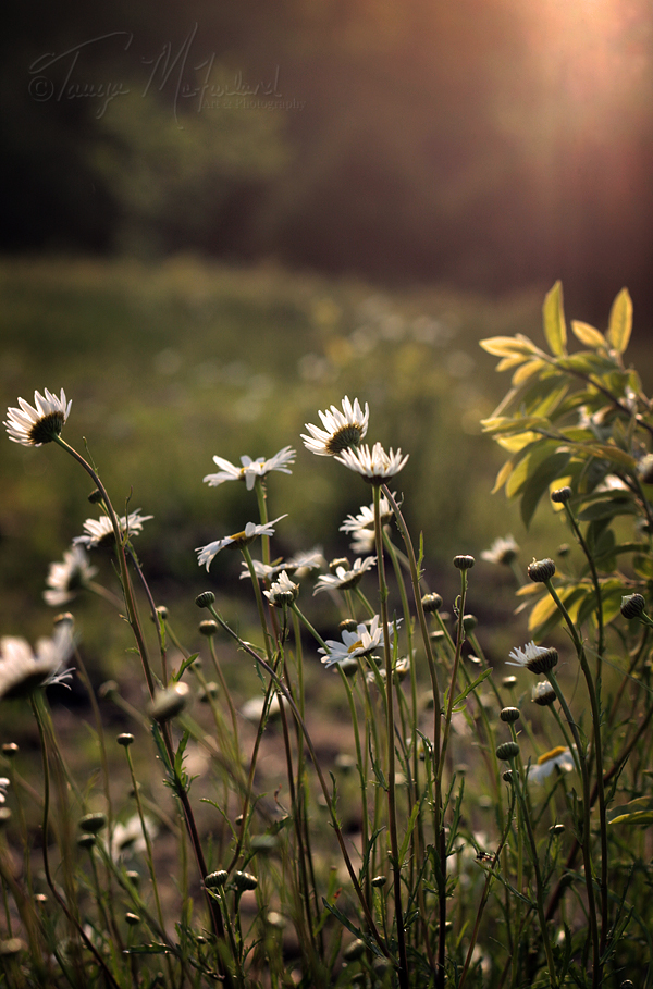 Evening Glow