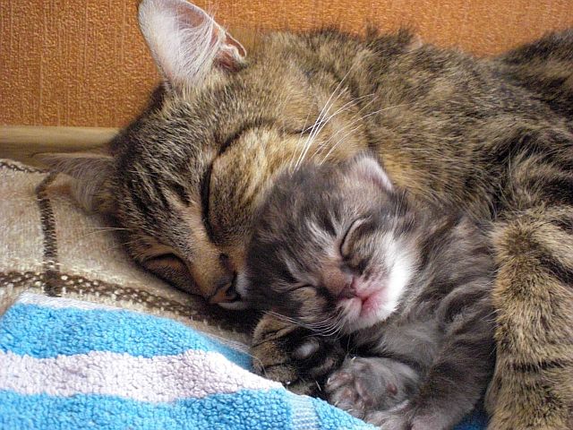 mom cat with kitten