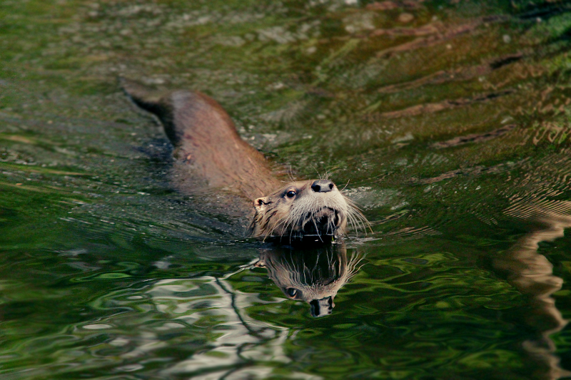 Swimming champion