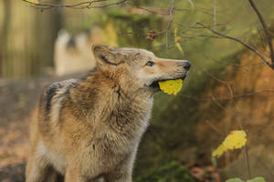The Hunter by landkeks The Hunter by landkeks