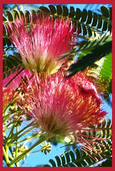 Mimosa Blossoms 1