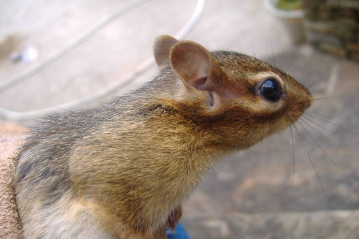 Chipmunk 2