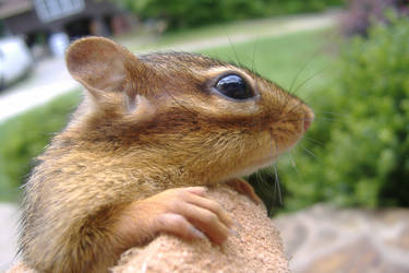 Chipmunk 4