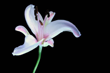 Light Lily