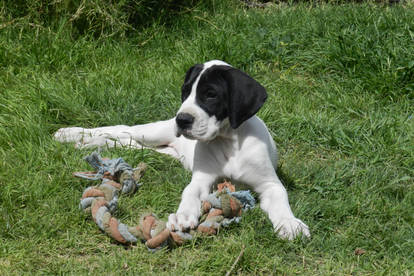 Athena The Great Dane