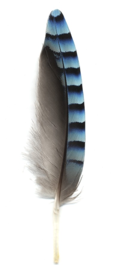 Jay's Feather