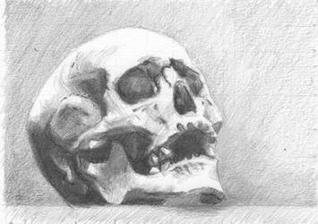 Skull - graphite pencil study