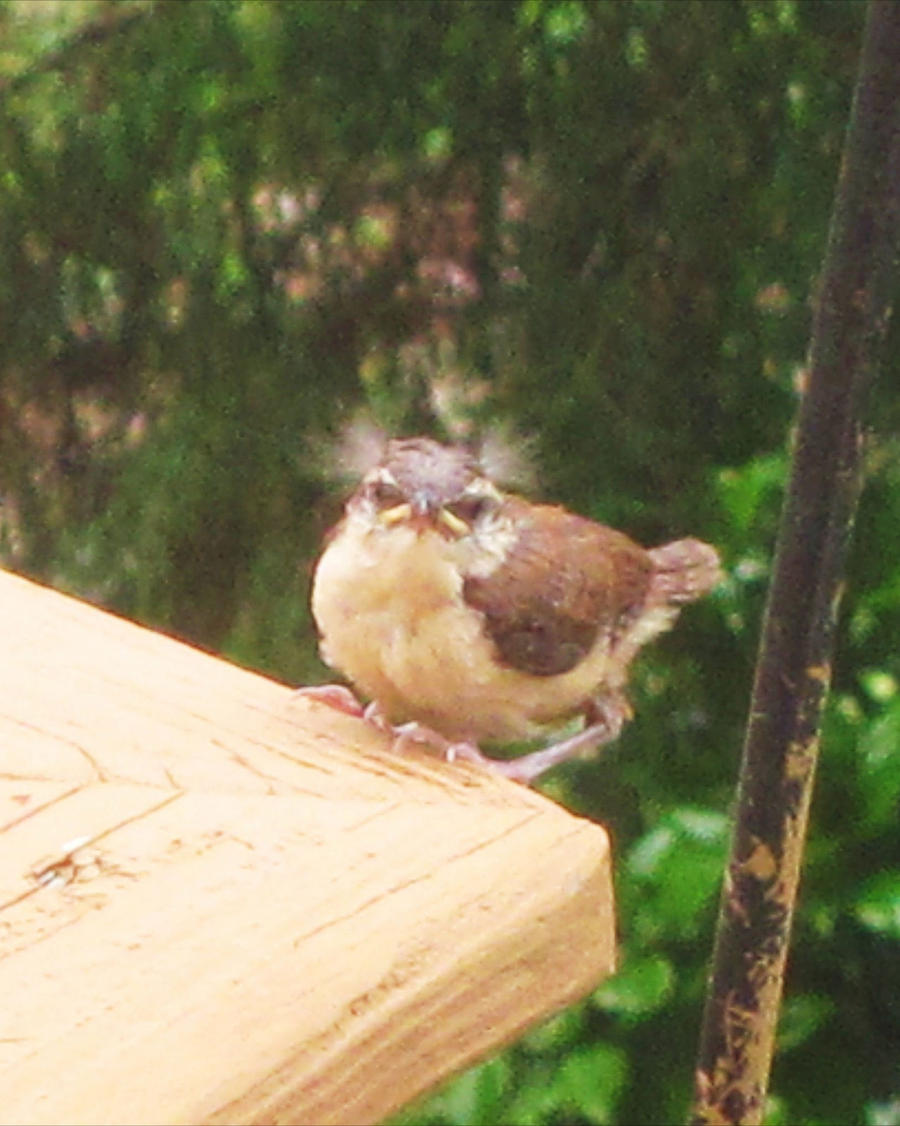 Baby Carolina Wren 1 By Pepsipup On Deviantart Baby Carolina Wren 1 By Pepsipup On Deviantart