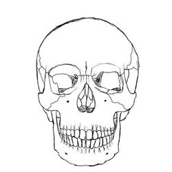 Skull Sketch