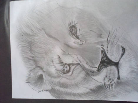 lion