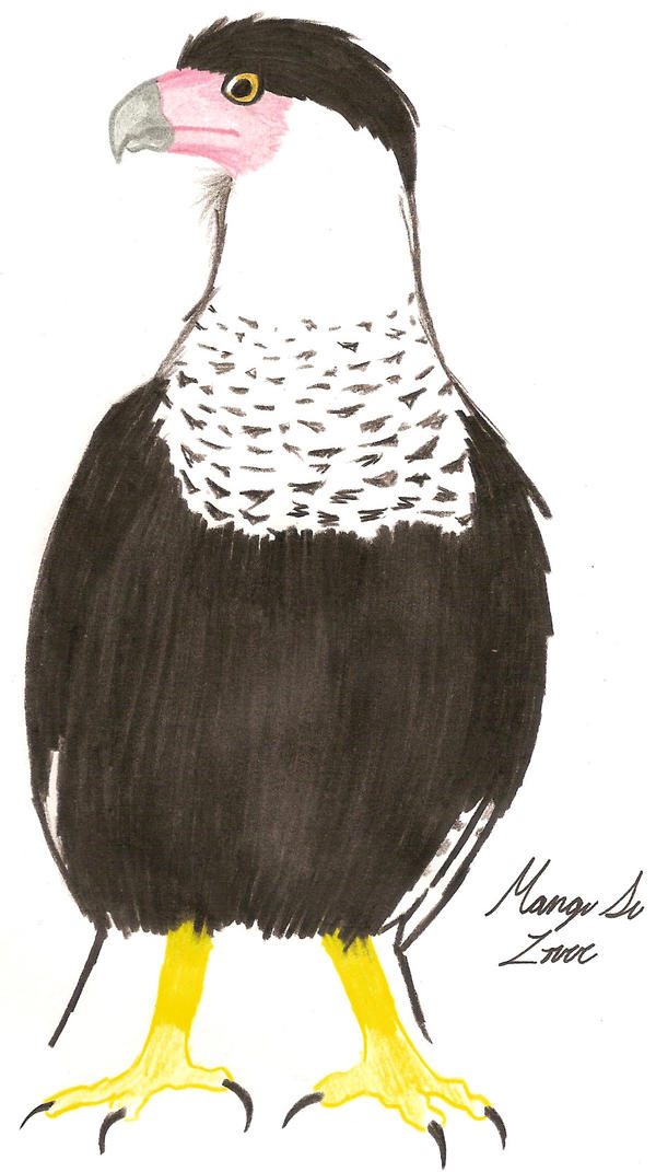 Crested Caracara by Nukeleer