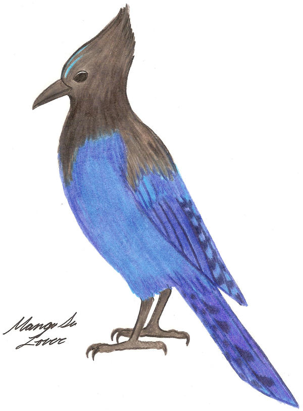 Steller's Jay by Nukeleer