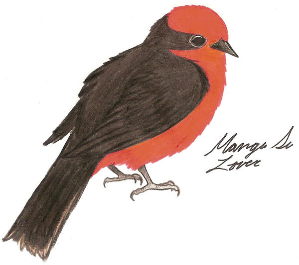 Vermilion Flycatcher by Nukeleer