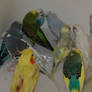 Parakeet Party