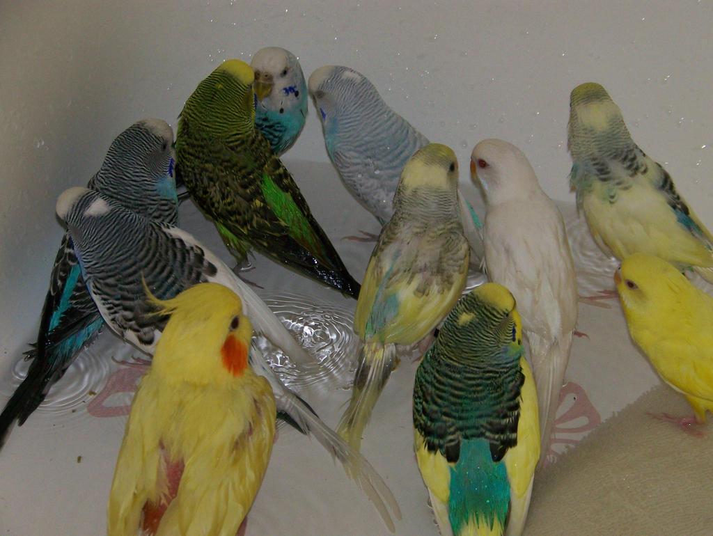 Parakeet Party