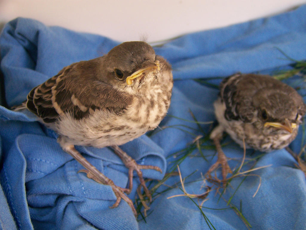 Baby Mockingbirds