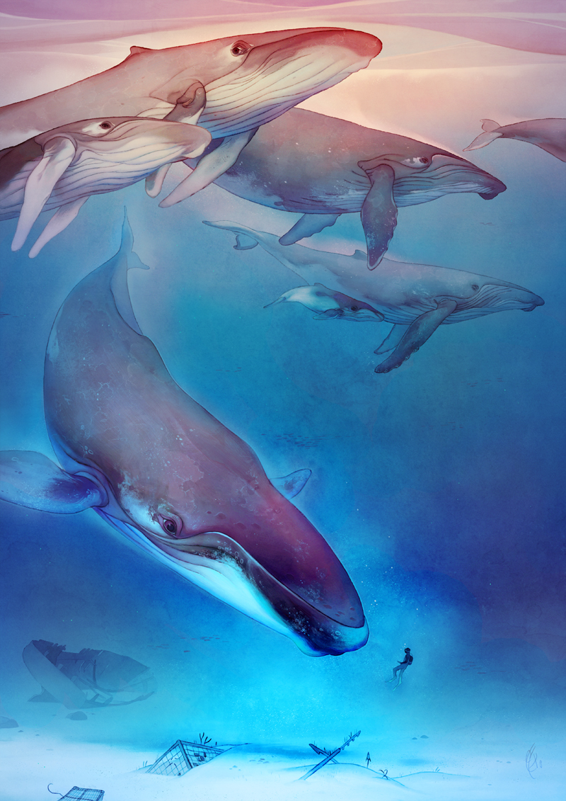 Swimming with whales