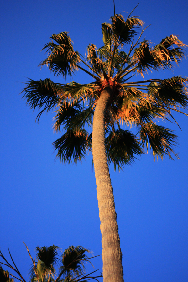 Palm tree