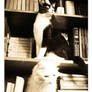 Gatos literarios