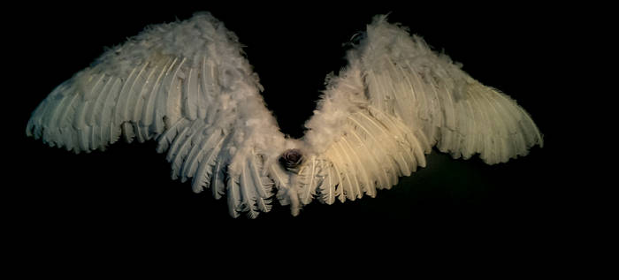 Wings for My Angel