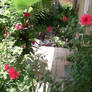 My Garden