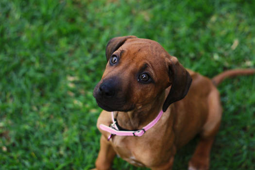 Nala - Rhodesian Ridgeback