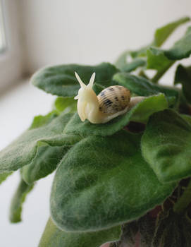 Little Snail