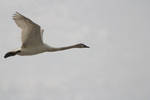Swan Flying 9065