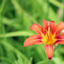 Orange Lilly 16327 1