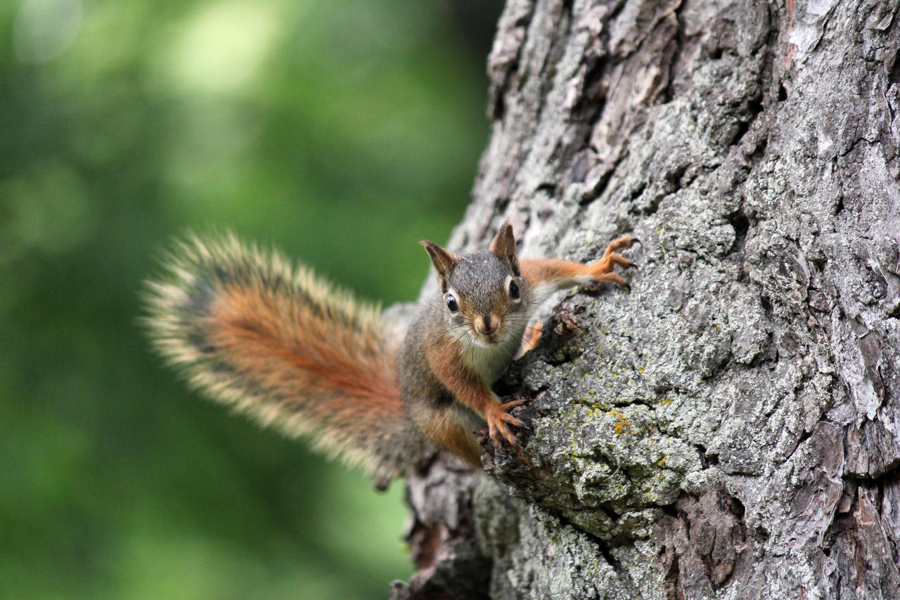 Red Squirrel In A Tree 26423