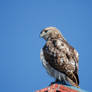 Hawk Perched On A Gazebo 20220416 35371