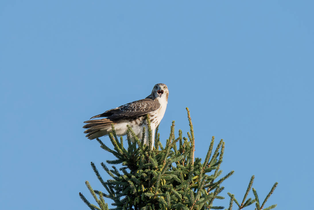 Red-tailed Hawk At The Top Of A Spruce Tree 7759 by wolvesandcharms on ...