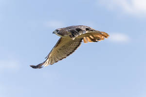 Red-tailed Hawk 7274