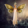 Fairy