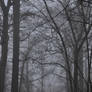 Daybreak Forest Fog II