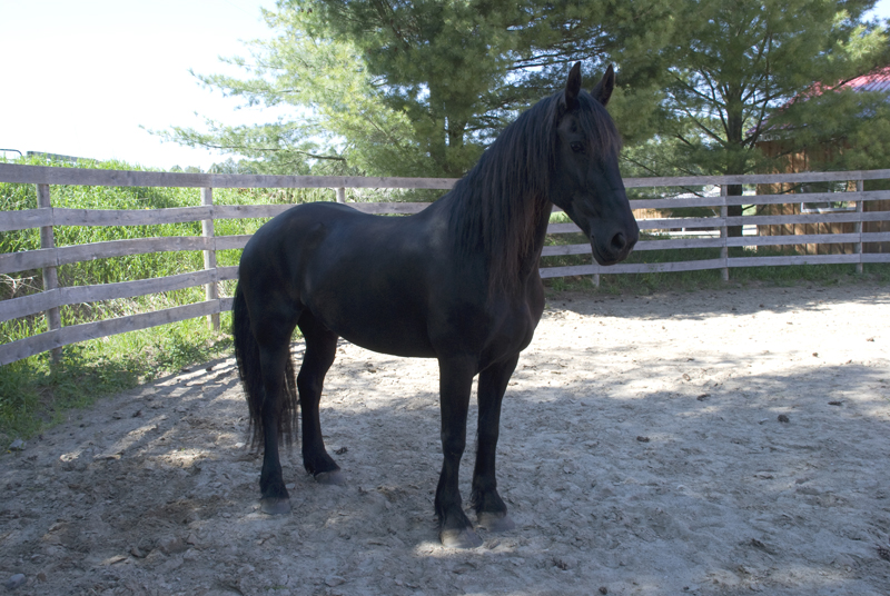 Friesian Stock 01