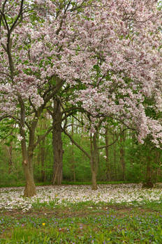 Magnolia Scene Stock 03