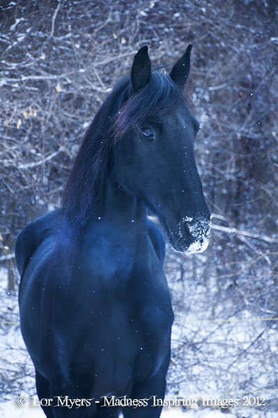 Xerxes January 2012 05