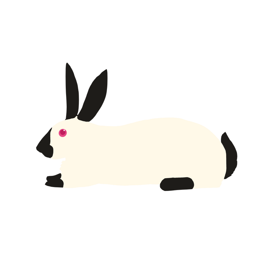 Himalayan Rabbit by dahowlers on DeviantArt