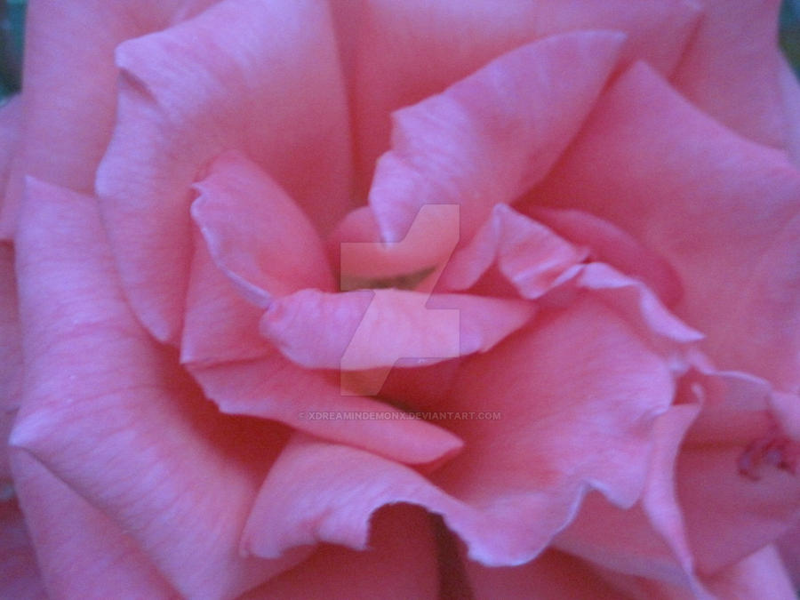 Cheeks Like Roses Rosey Cheeks by xDreaminDemonx on DeviantArt