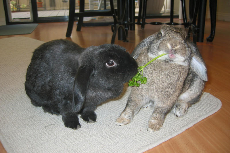 Можно кроликам укроп. Вислоухий кролик декоративный. Спаривание декоративных кроликов. Пара кроликов. Груминг декоративных кроликов.