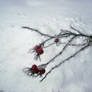 Frosty Rose Hips