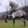 Beautiful Playful Horse